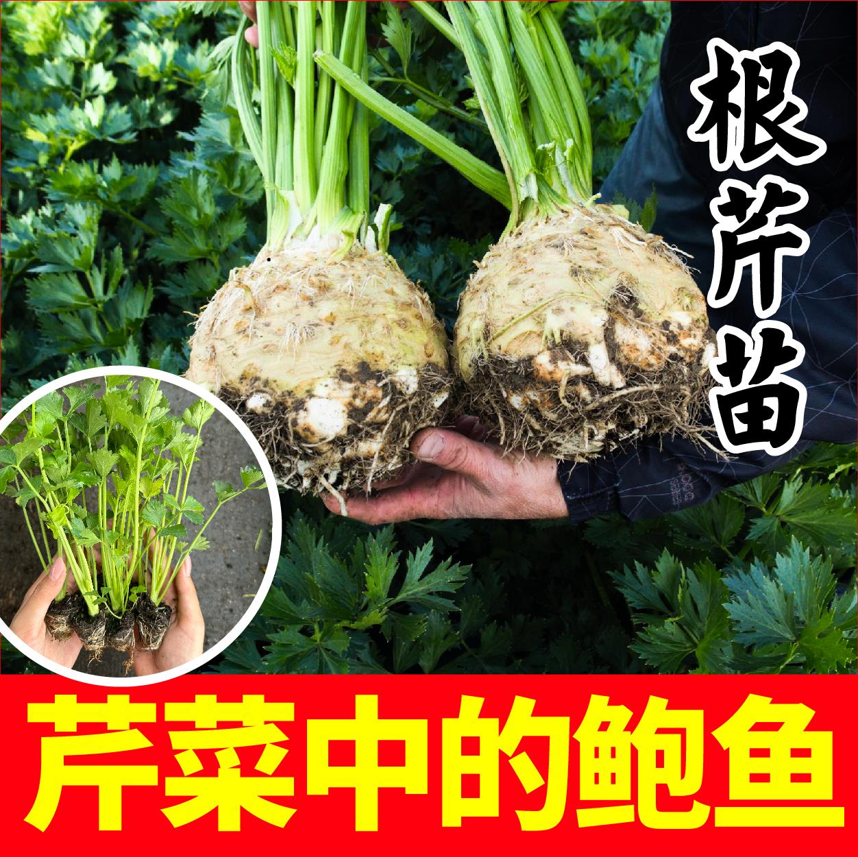 寿光进口根芹苗秧春秋四季