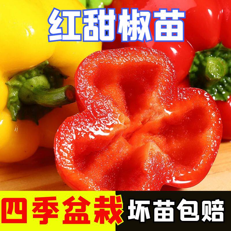 红甜椒秧苗辣椒苗四季盆栽阳台