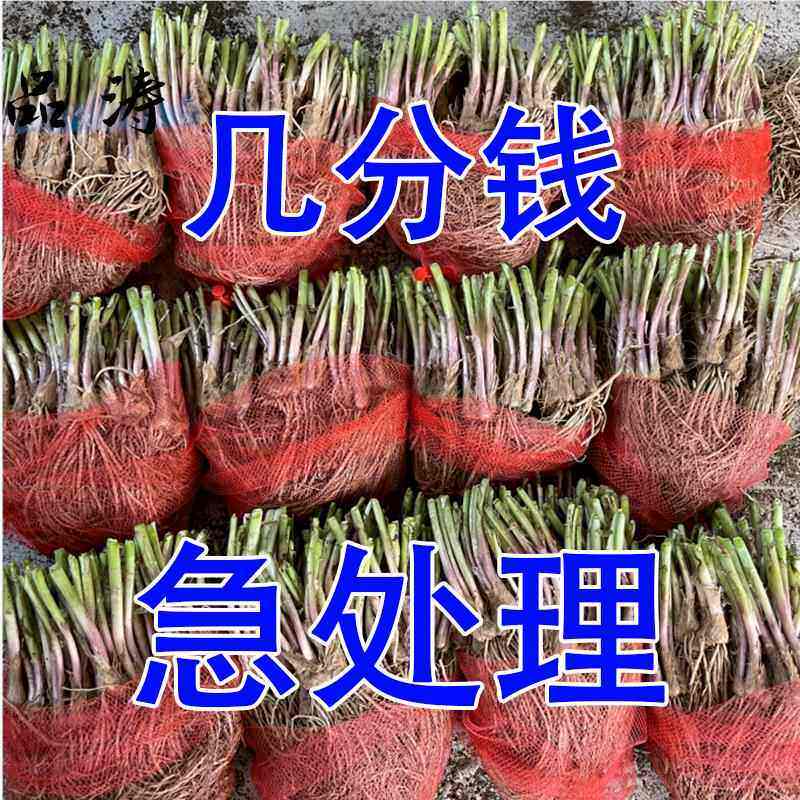 【头茬现挖】紫根韭菜苗宽