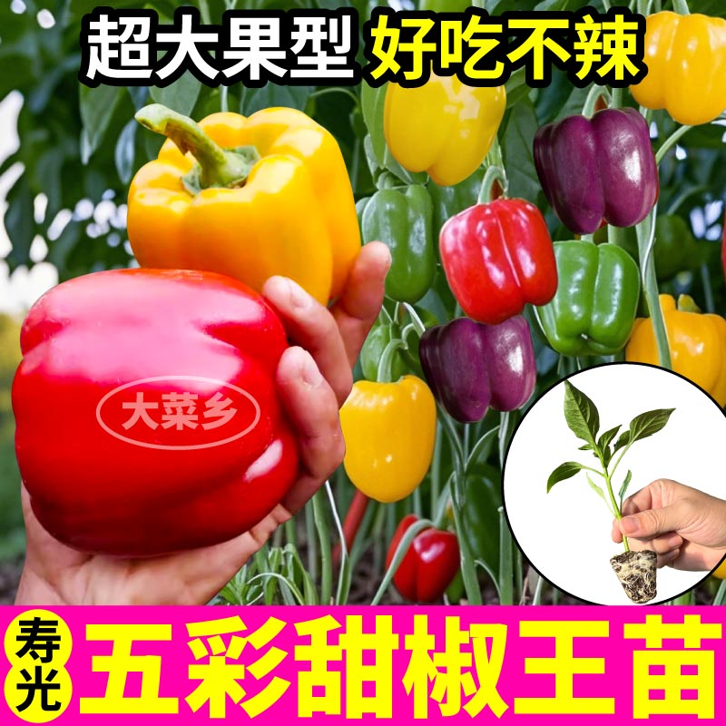 寿光五彩甜椒苗秧带土球红