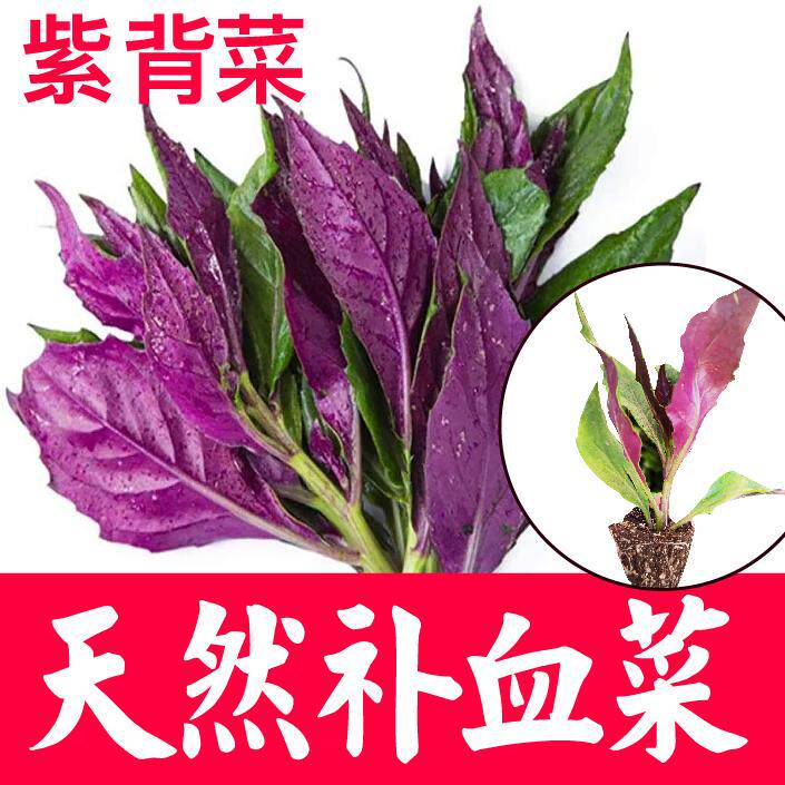 紫背菜苗天葵种观音秧血皮