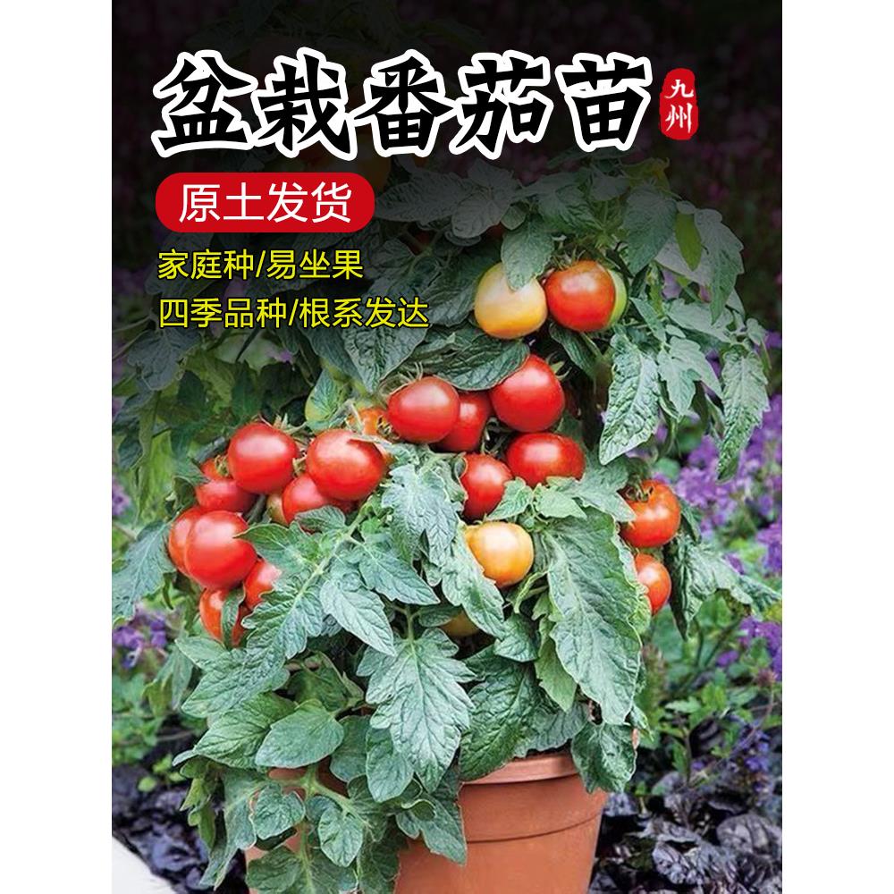 红色盆栽矮生圣女果苗樱桃