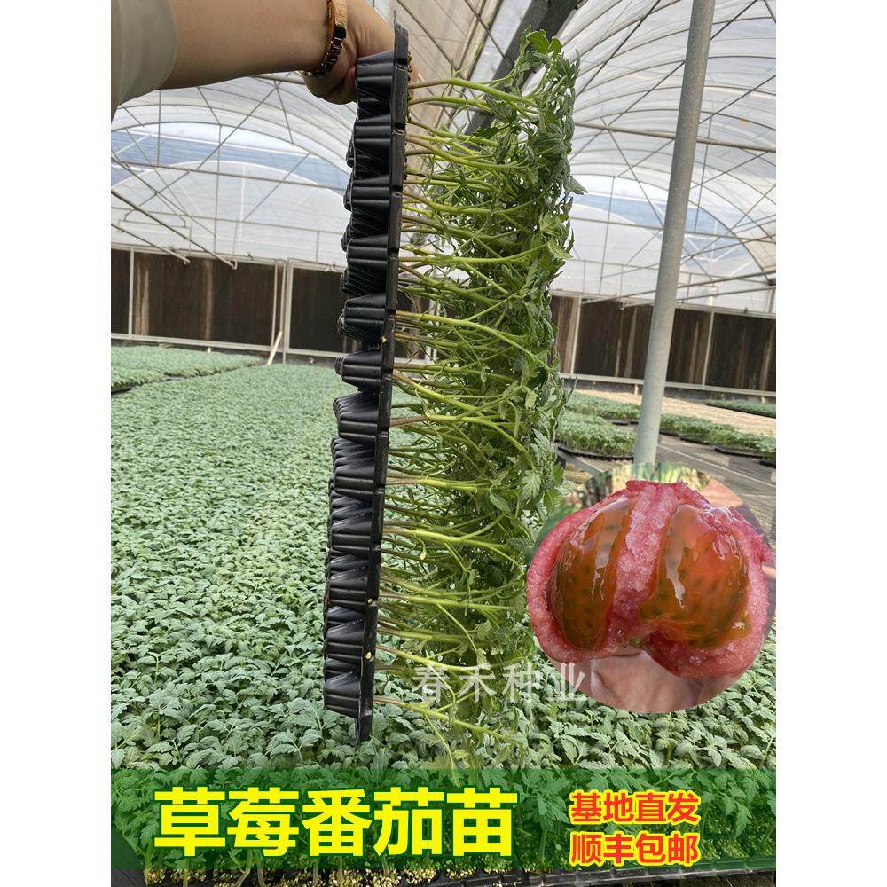 草莓西红柿苗东北铁皮子口