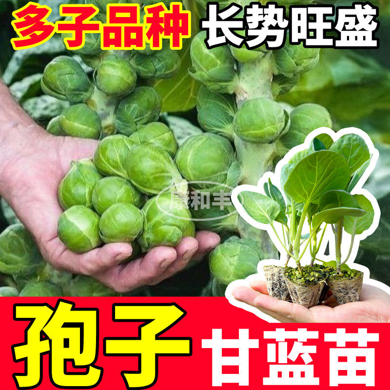 寿光孢子甘蓝苗秧四季多品