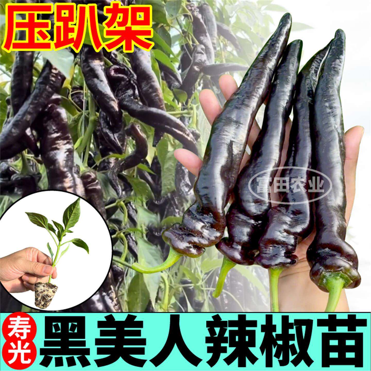 寿光黑美人辣椒苗紫螺丝妃