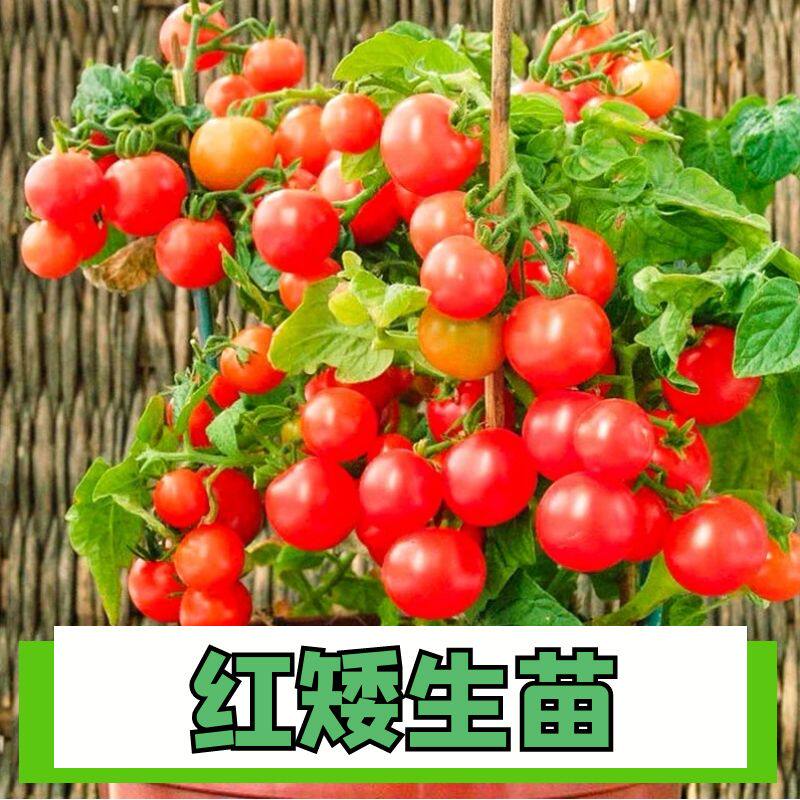 正宗红矮生番茄苗四季盆栽