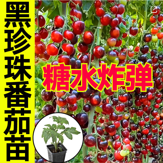 山东寿光糖水炸弹黑珍珠番