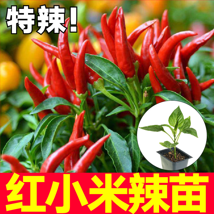 超辣红小米椒苗秧带土球簇