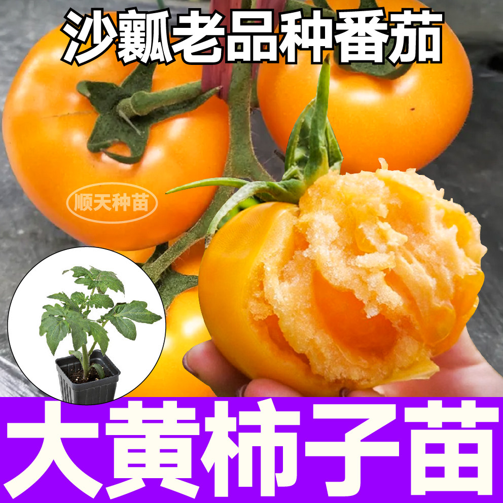 沙瓤老品种番茄东北大黄柿