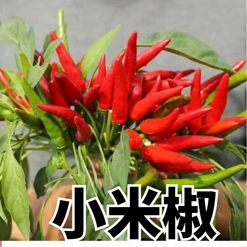 抗病小米椒秧苗四季蔬菜苗
