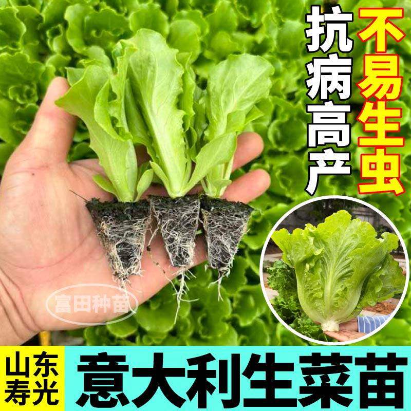 寿光四季意大利生菜苗秧红