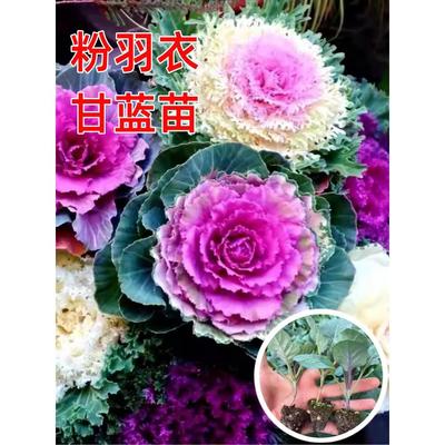 粉羽衣甘蓝苗蔬菜种子食用