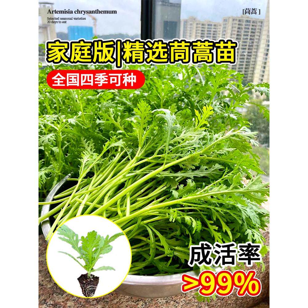茼蒿菜苗大叶小中秧种子皇