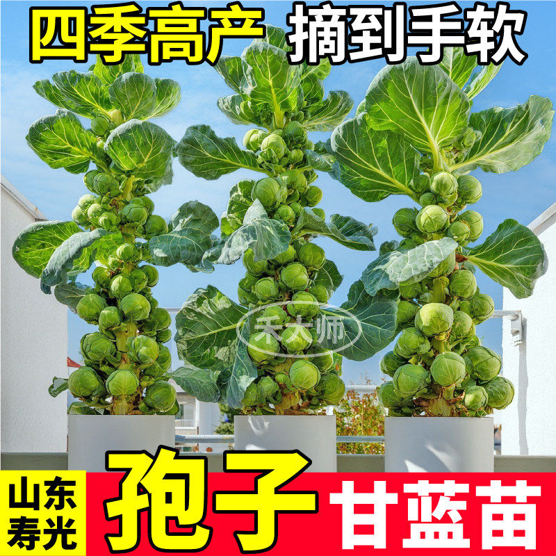 山东寿光孢子甘蓝苗秧四季