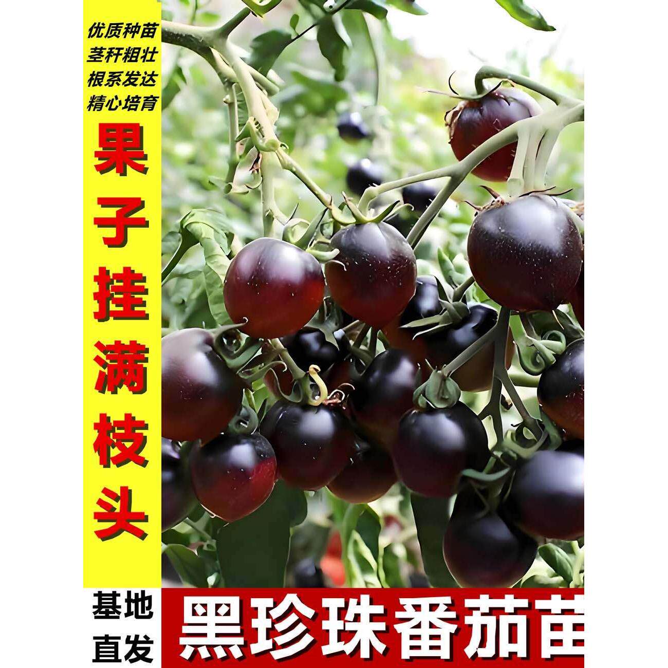 黑珍珠小美人番茄苗秧种子