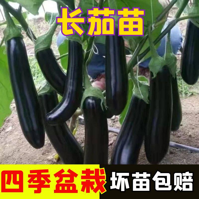 长茄秧苗长茄苗子四季盆栽阳台