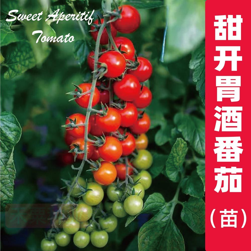 甜开胃酒番茄苗超樱桃种秧