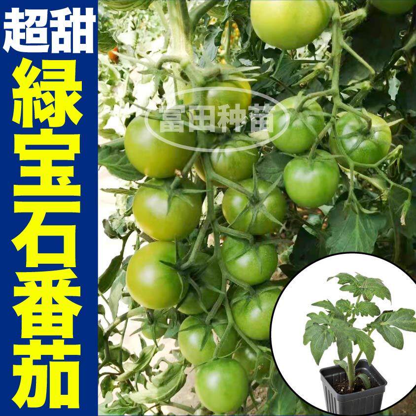 寿光超甜绿宝石番茄苗秧青