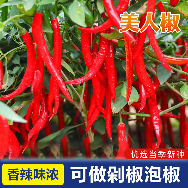 摘不败美人椒辣种子四季南