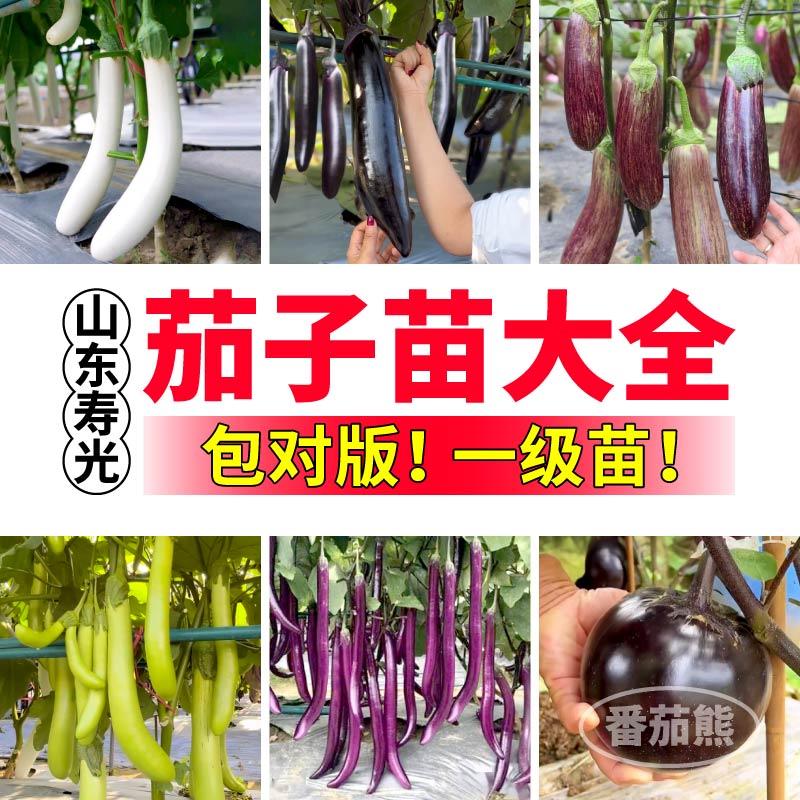 寿光茄子苗秧大全高产四季