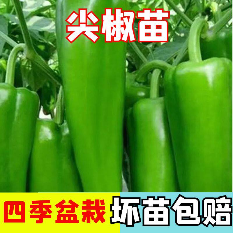 辣妹子辣椒苗子尖椒线椒青红东北辣妹特辣皮薄四季蔬菜种苗