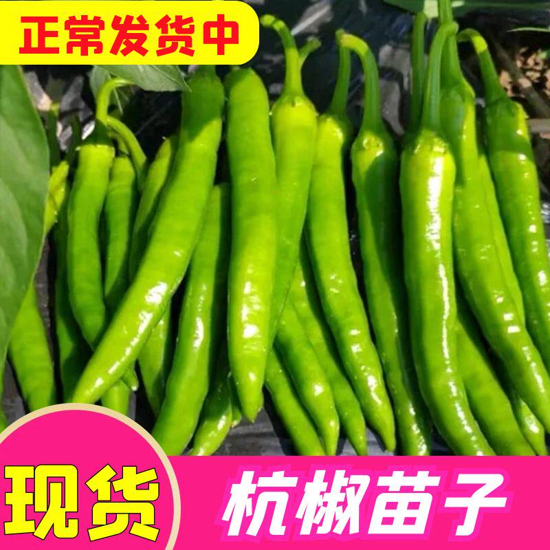 杭椒苗子秧苗四季高产苗