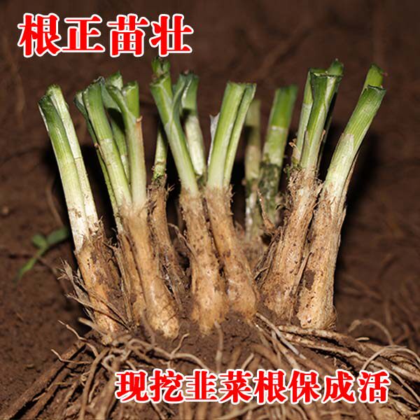 韭菜根苗农家四季壮寿光蔬