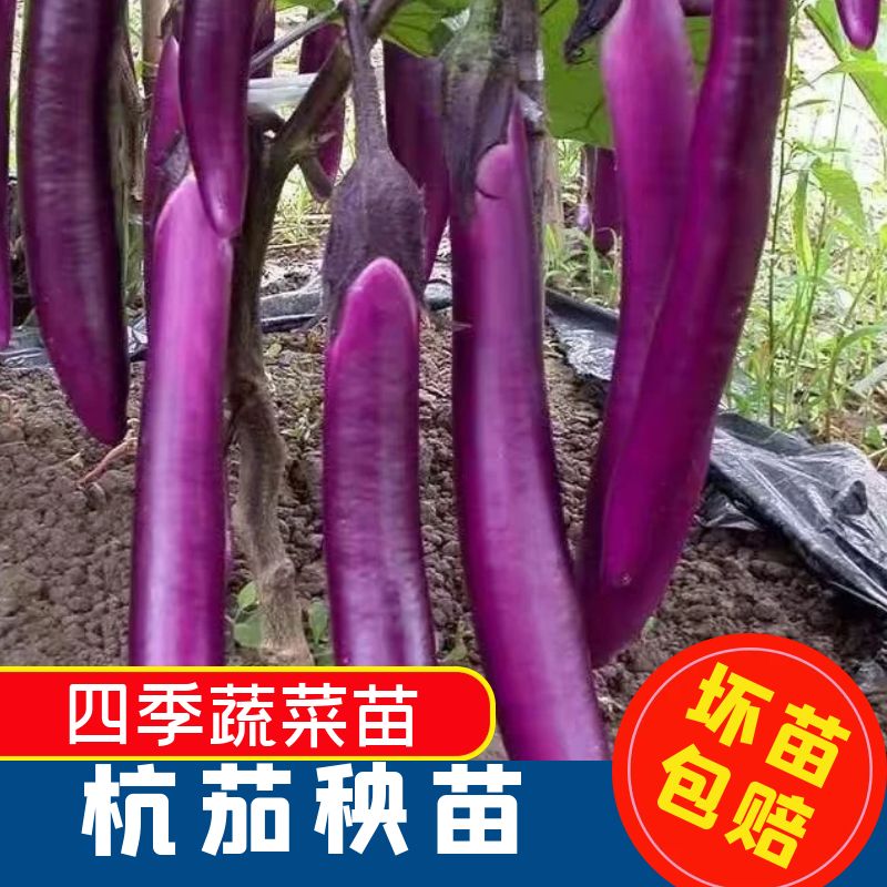 杭茄秧苗正宗高产线茄杭茄幼苗