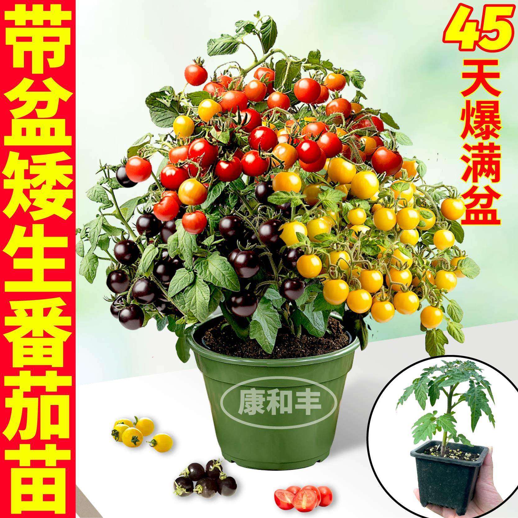 带盆矮生番茄苗秧原土红黄