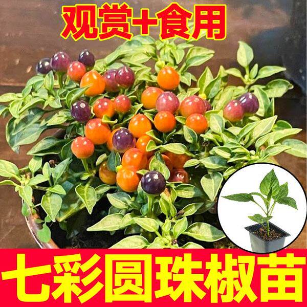 四季七彩圆珠椒苗秧观赏食
