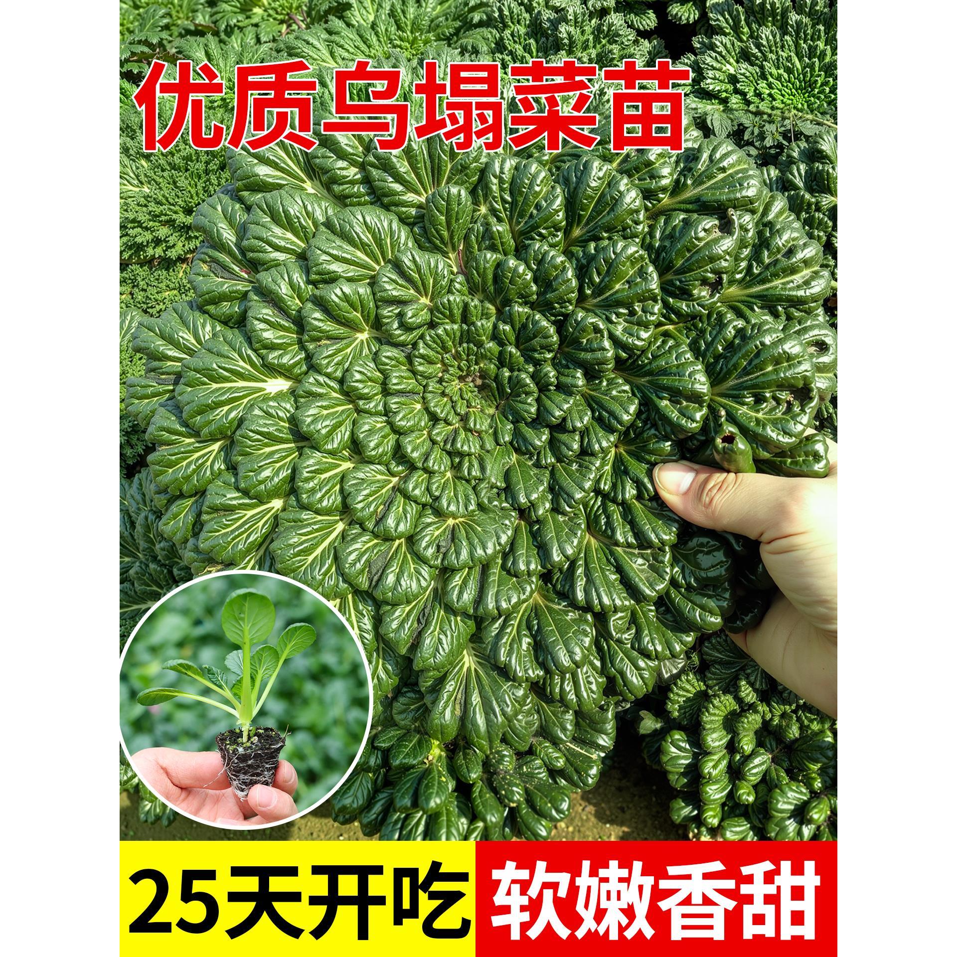 奶油耐寒黄心黑乌塌菜苗带