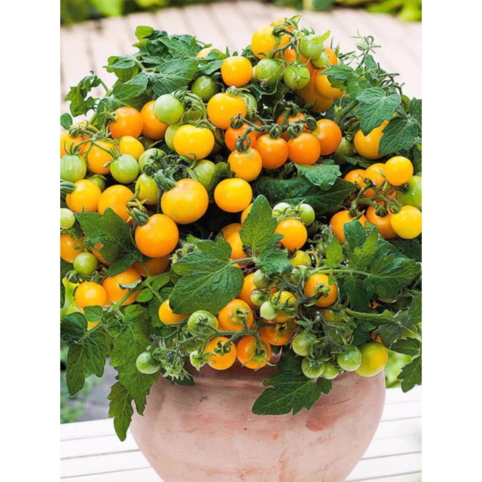 红色矮生番茄苗迷你小西柿