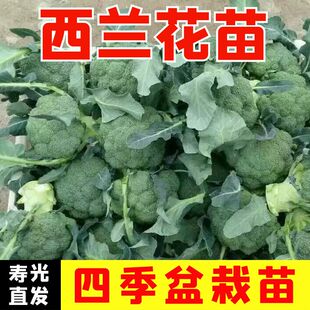 西兰花苗秧高产青梗松花菜苗花菜花椰菜种籽带土秧苗四季蔬菜苗子