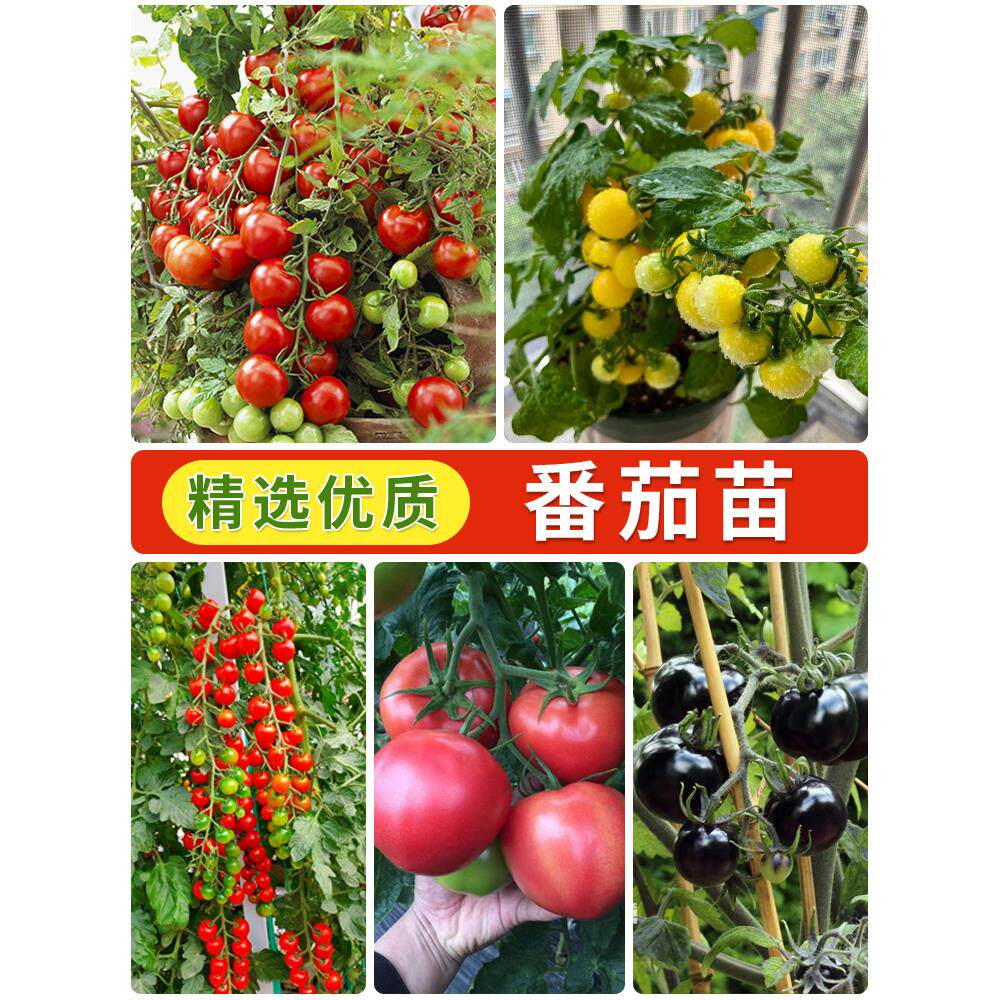 矮生番茄苗盆栽四季小秧圣
