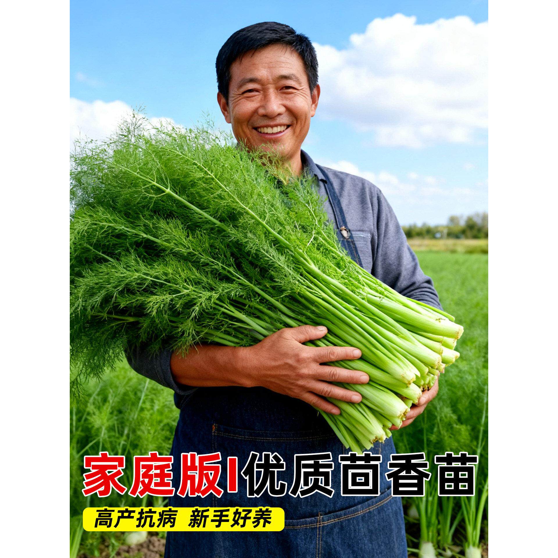 球茎茴香苗带土根割茬盆栽