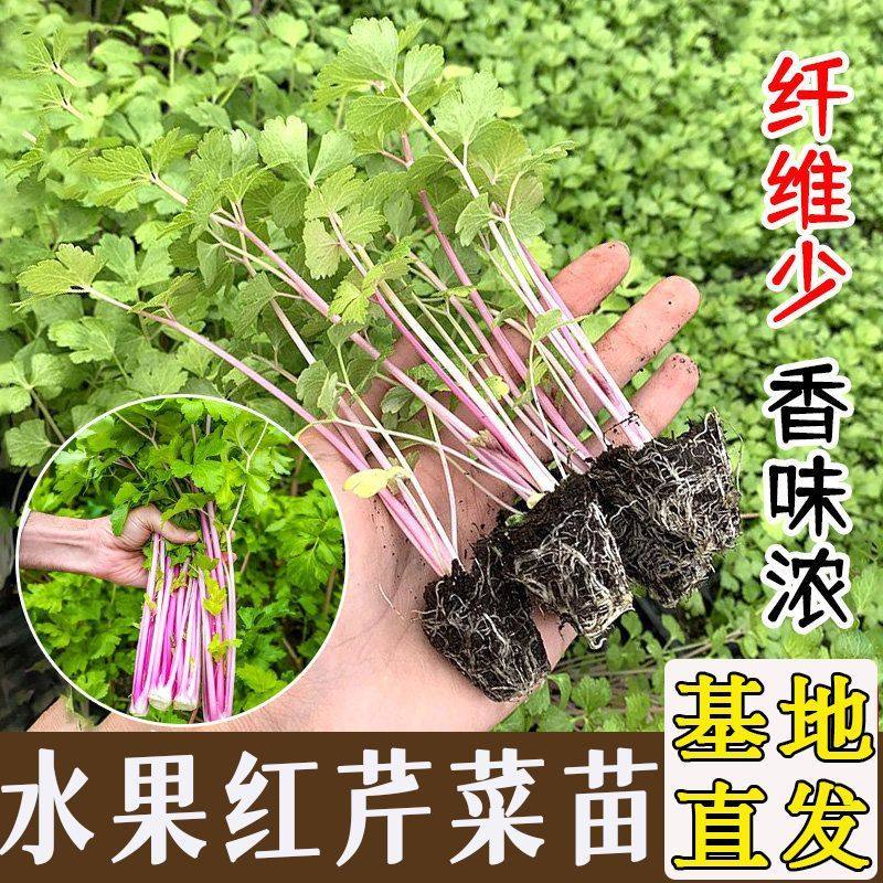 四季紫红芹菜苗秧水果小香