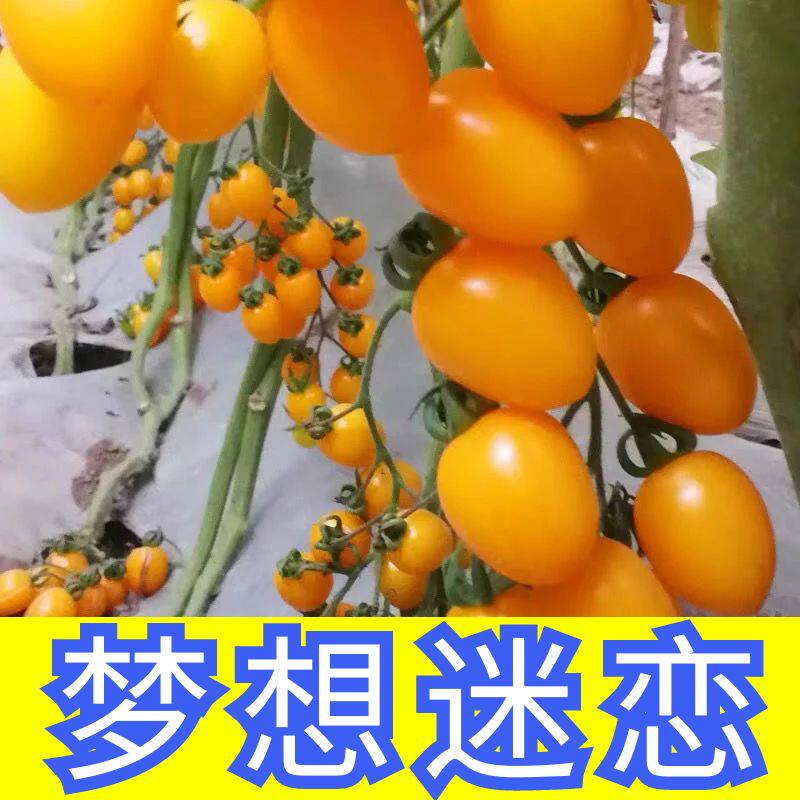 梦想迷恋小黄番茄苗四季高产苗