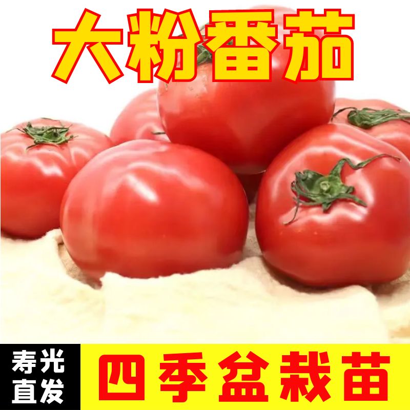 大粉番茄秧苗大番茄苗四季盆栽