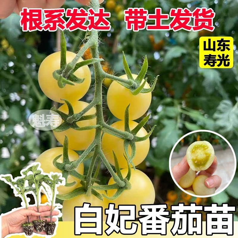 白妃番茄苗秧带土球春秋四