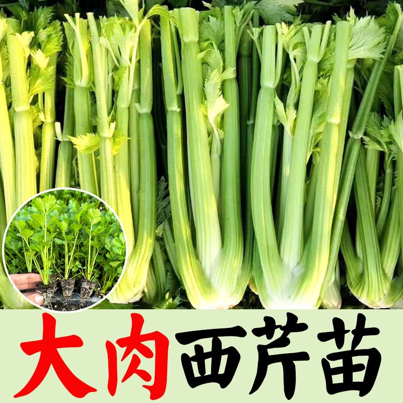 皇后西芹苗菜秧四季小香老