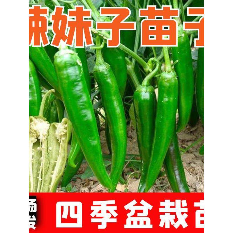 苗子朝天椒线杭甜特辣妹种