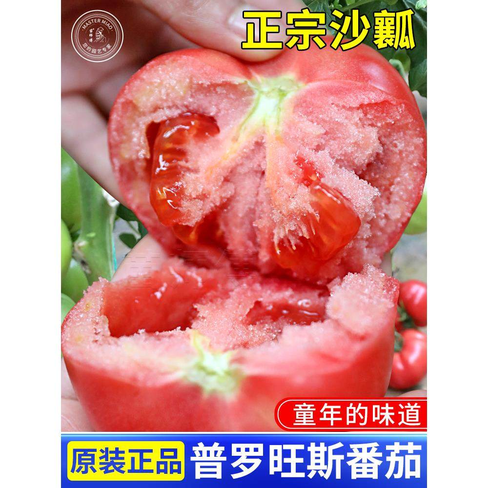 普罗旺斯番茄种子苗大粉果水果西红柿秧苗种籽春季四季蔬菜孑菜苗,鲜花速递/花卉仿真/绿植园艺,家庭园艺种子,淘宝优惠券,粉丝福利购,淘宝优惠卷