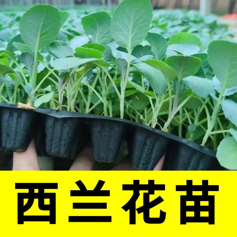 正宗西兰花秧苗四季蔬菜秧苗