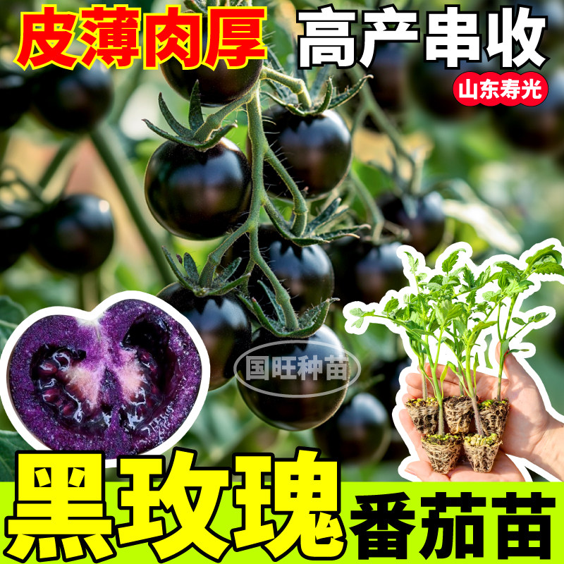 寿光黑玫瑰番茄苗秧四季高