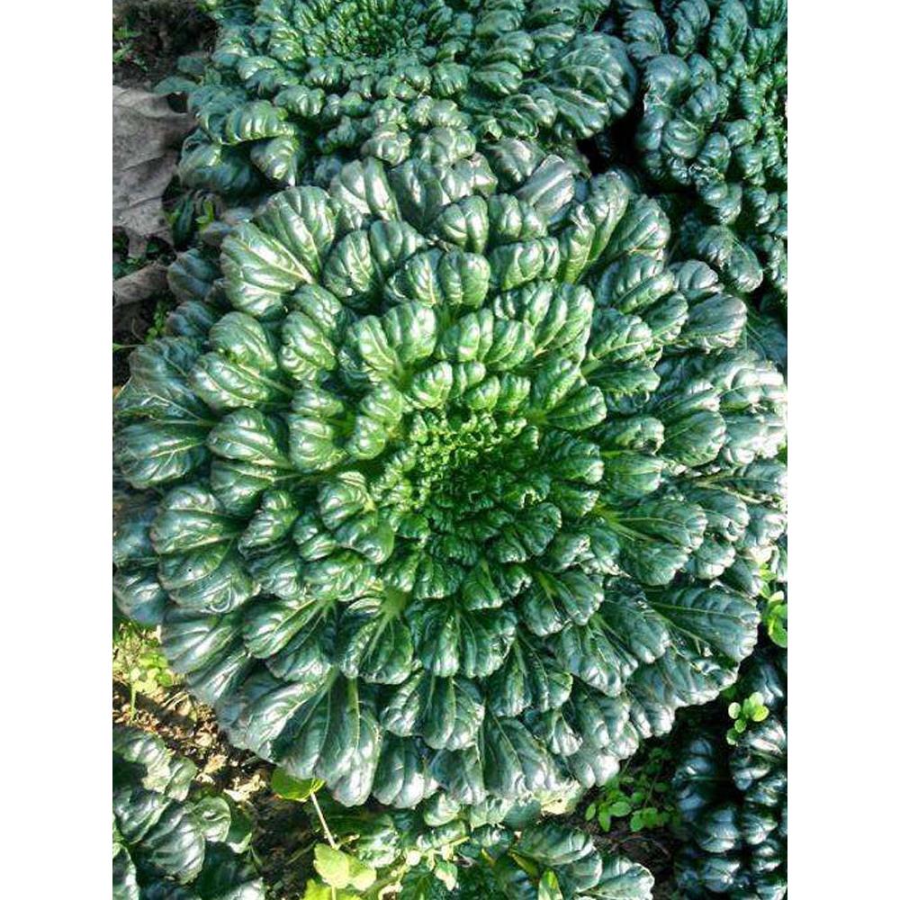 乌塌菜中八叶菊花四春季好