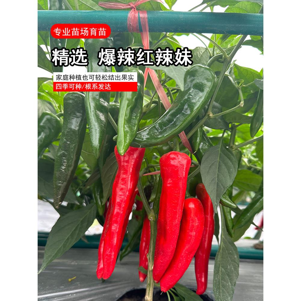 红辣妹苗子种朝天椒线杭甜