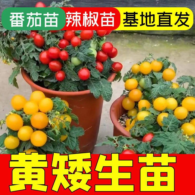 盆栽袖珍番茄黄果苗子矮生
