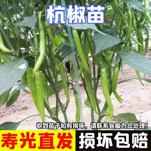 杭椒苗秧苗正宗杭椒苗子不辣小杭椒1号7号秧苗阳台四季盆栽蔬菜苗