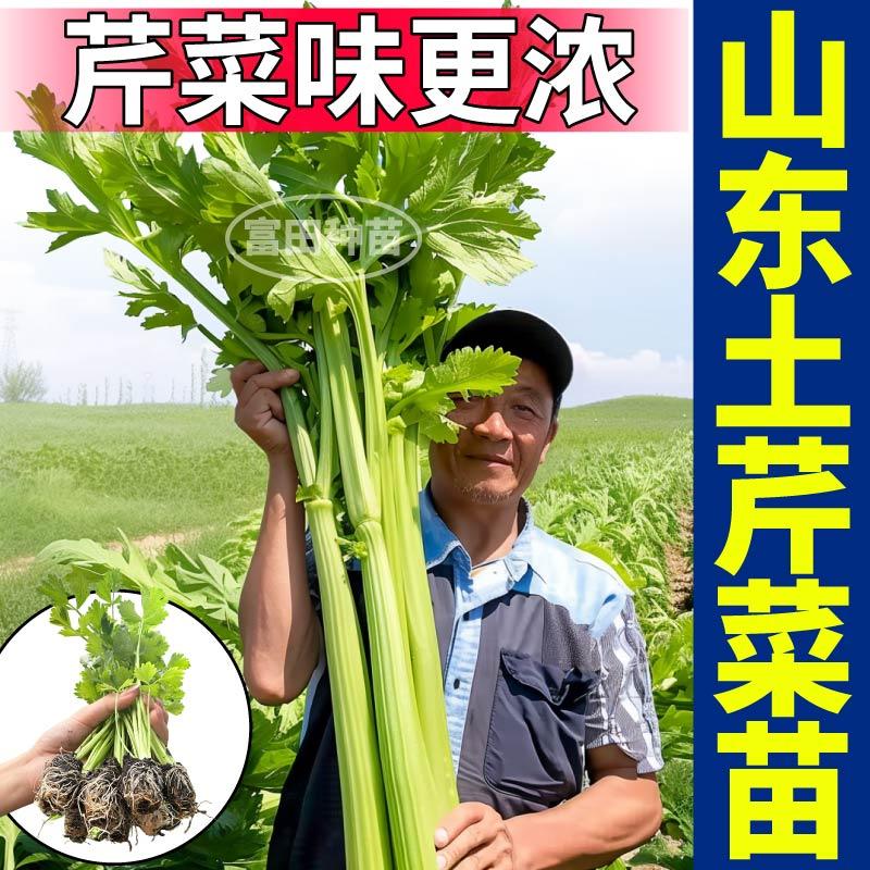 正宗山东土芹菜苗秧皇后西