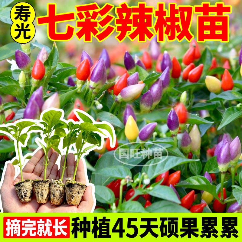 山东七彩小辣椒秧苗带土球